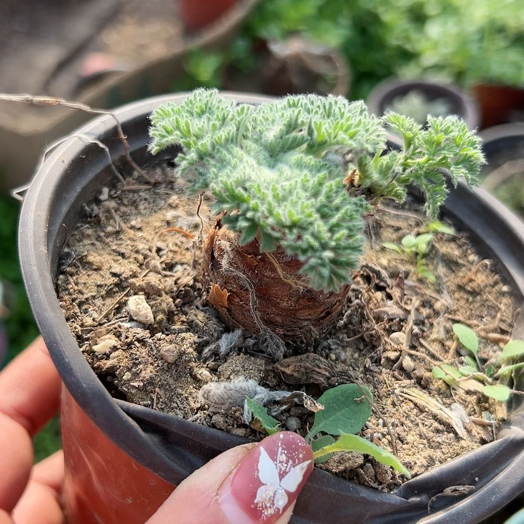 多肉植物雨衣洋葵