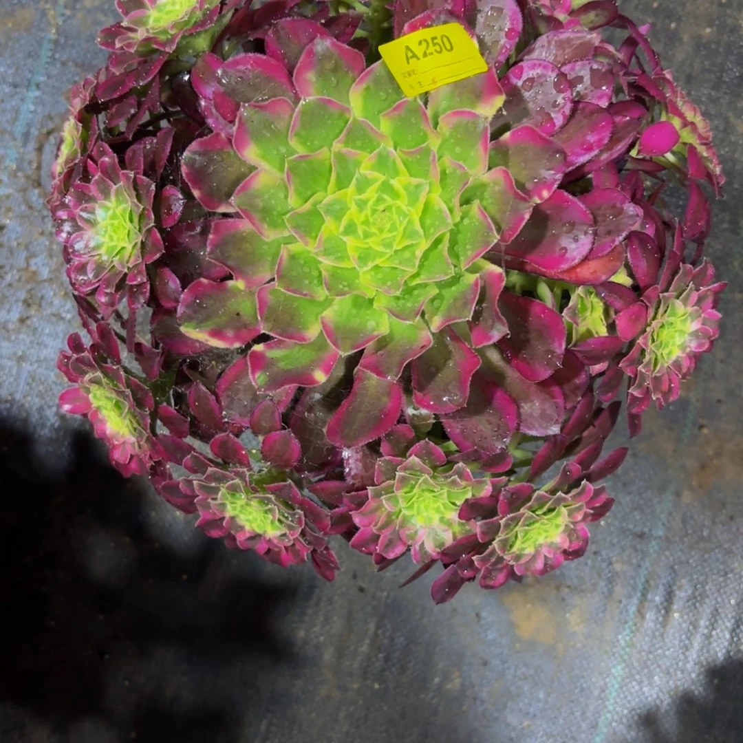 无花朵250天和法师多肉植物