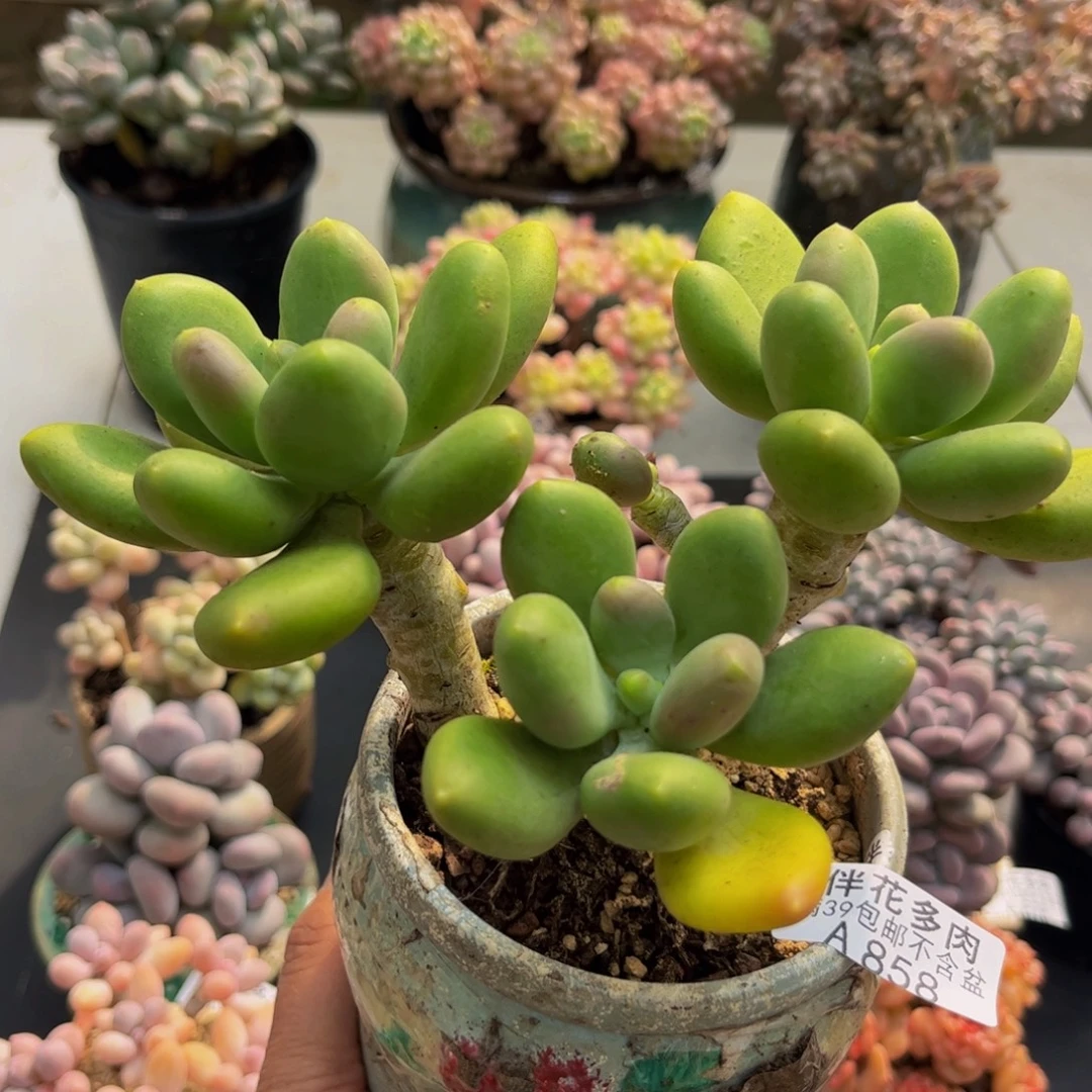 858芒果奶13cm多肉