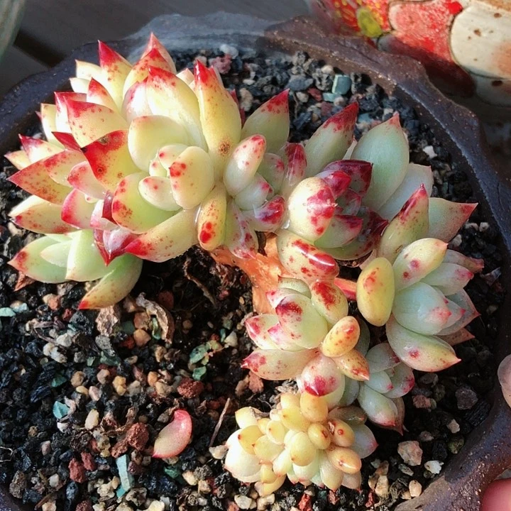 【闪购商品】华****金华轩朵朵缀