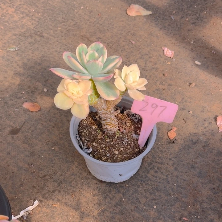 绮罗锦多肉植物2 9 7