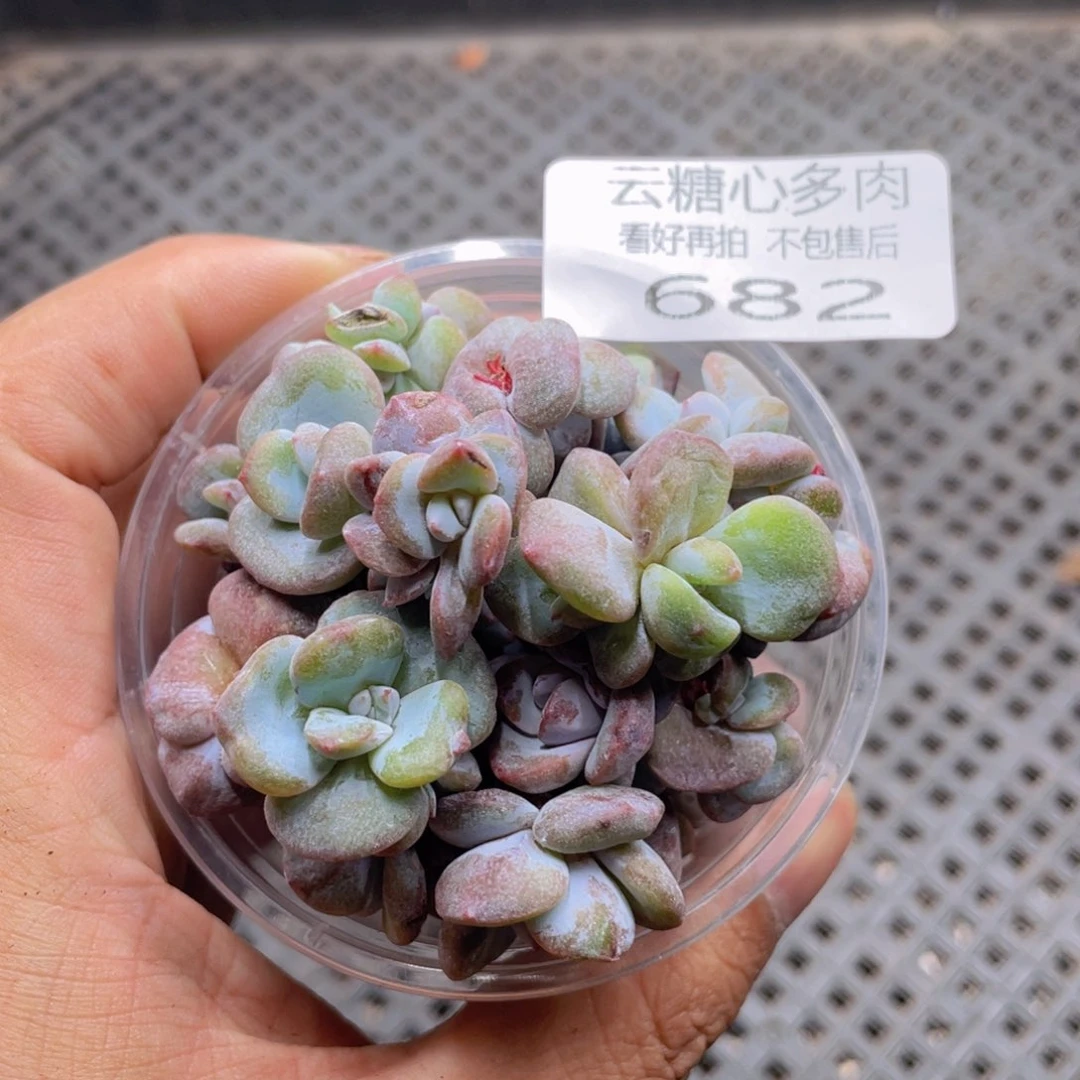 云糖心多肉植物682