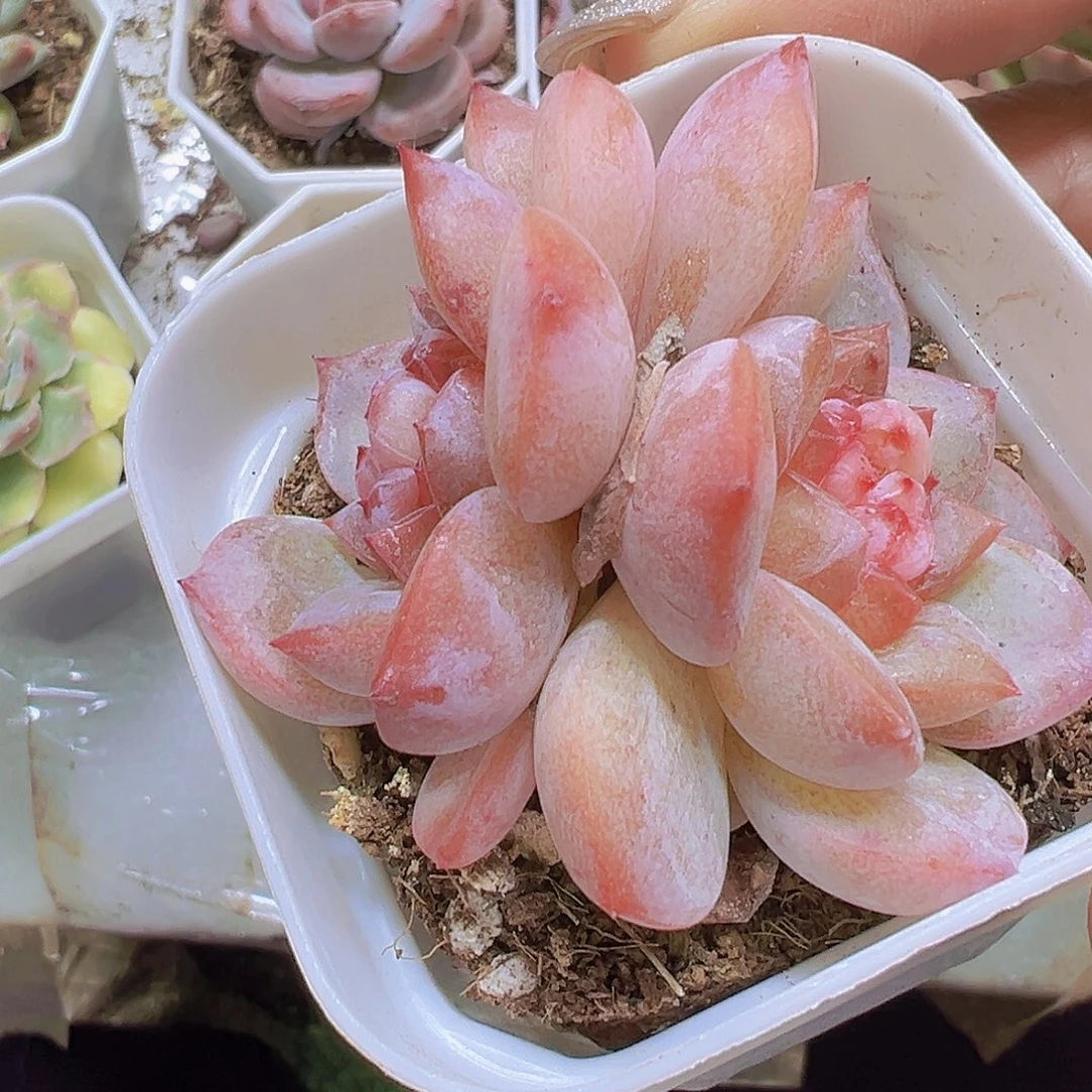 云岚19包邮多肉植物