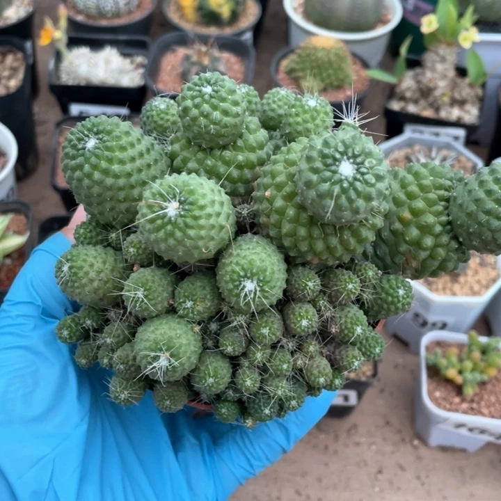 994大盆多头无刺白珠