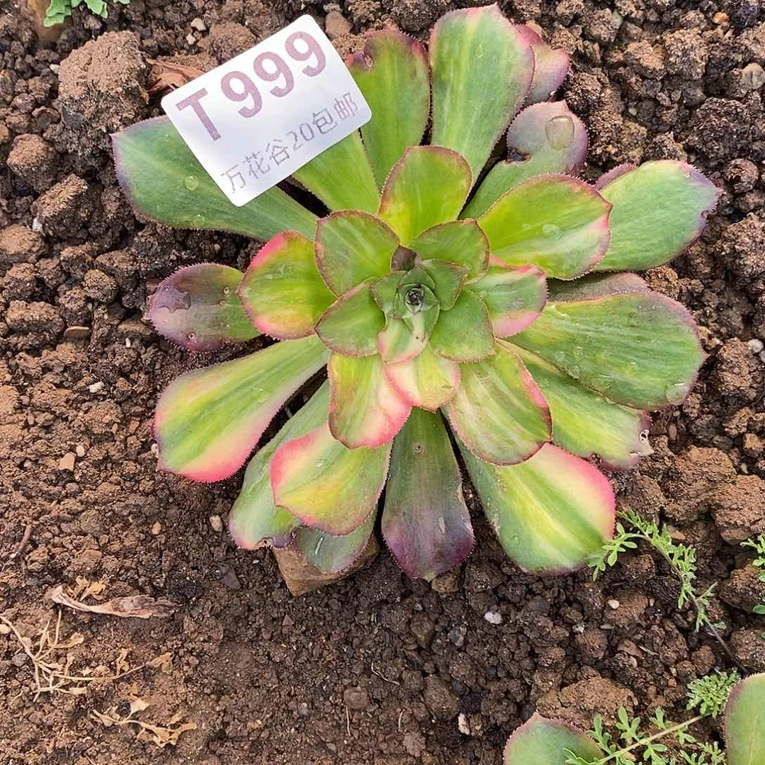 999绍修七彩多肉植物