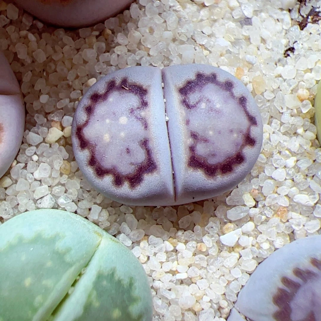 116优秀的肉肉57