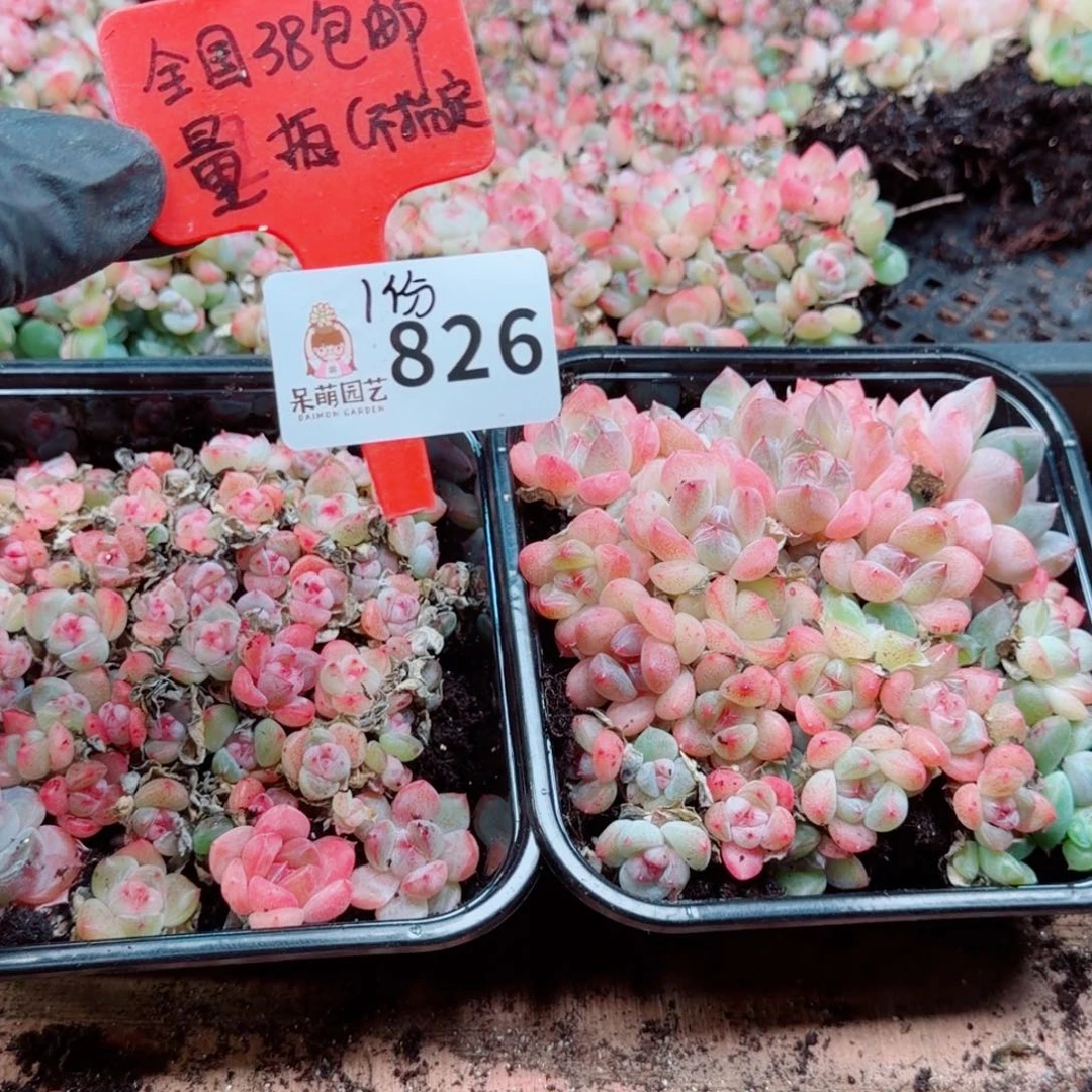 多肉植物多肉植物