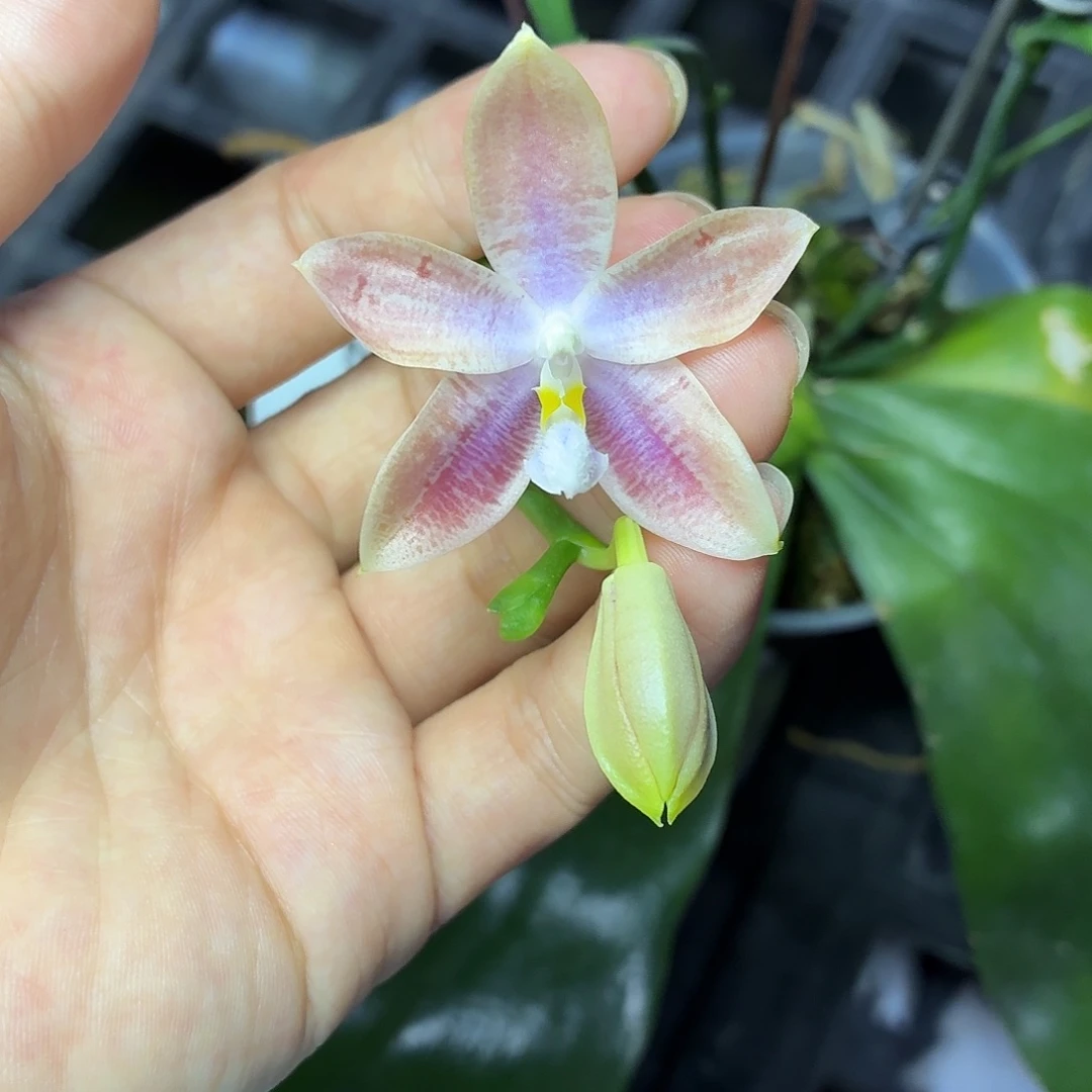 当前无花朵，栽培后可花朵A1238盈收三号