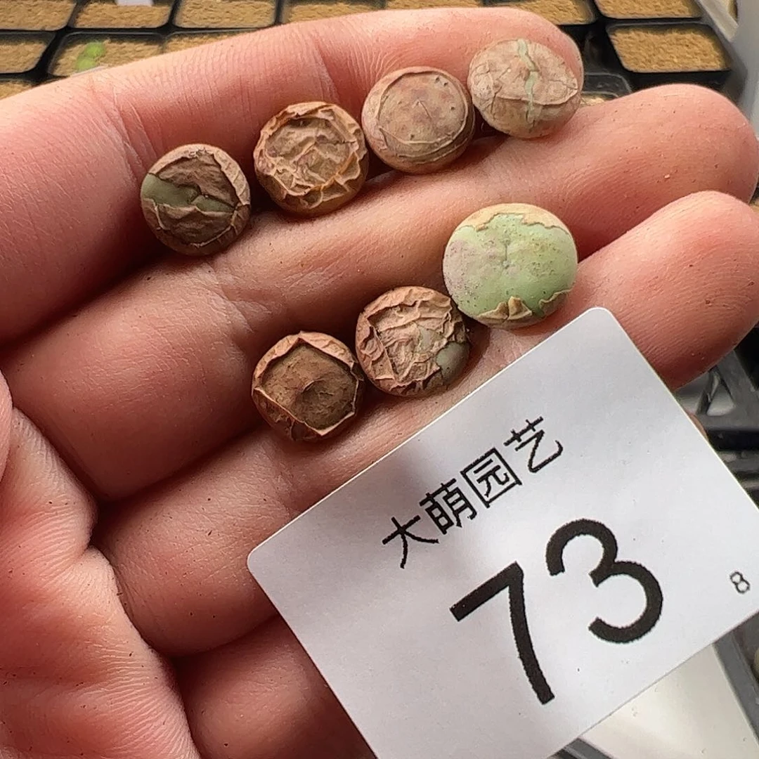 000073 一物一拍脱土发