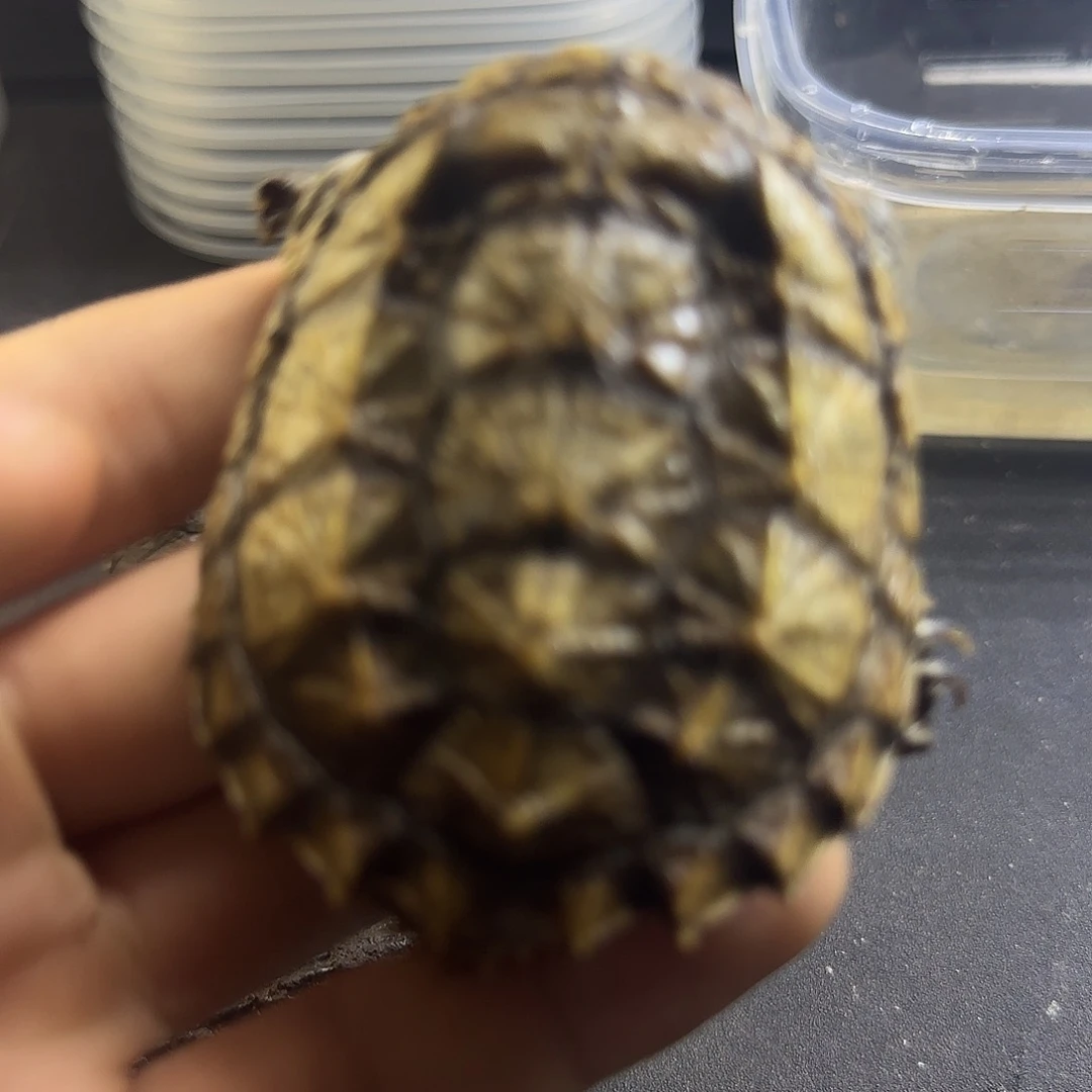 落***花绿毛龟母11111111