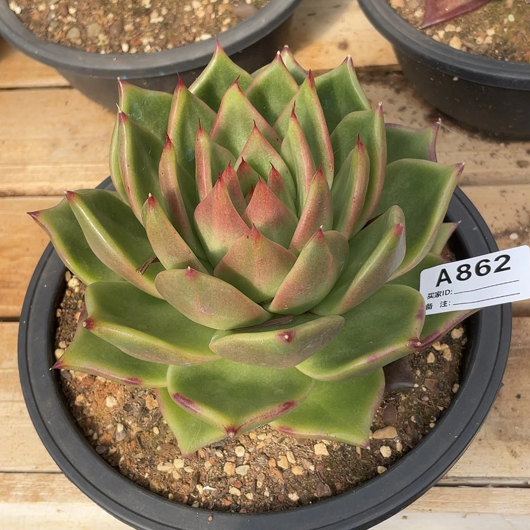 若如东云单拍A862