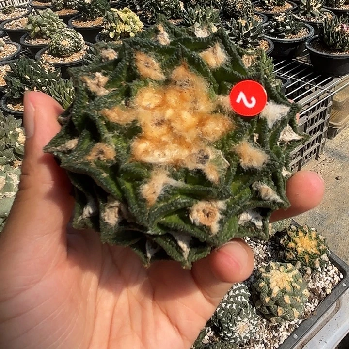 苗接落地仙人球02
