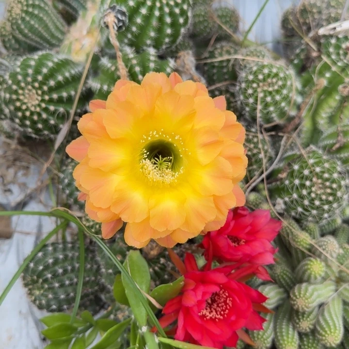 彩草仙人球侧芽一个311