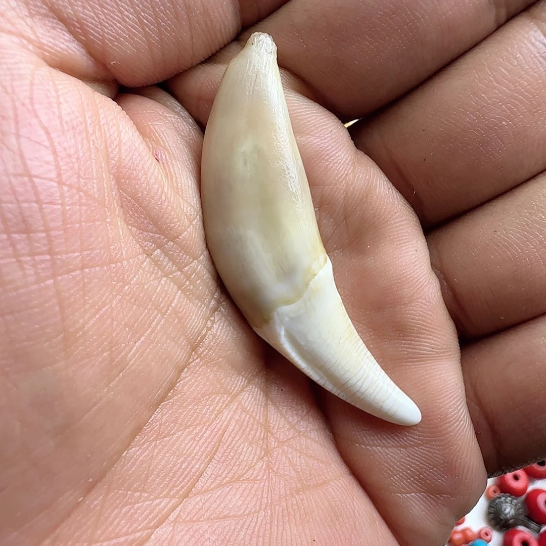 【闪购商品】手串/手链橄榄核X*扎西德勒