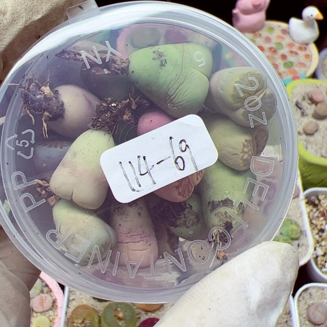 a**砹114优秀的肉肉69