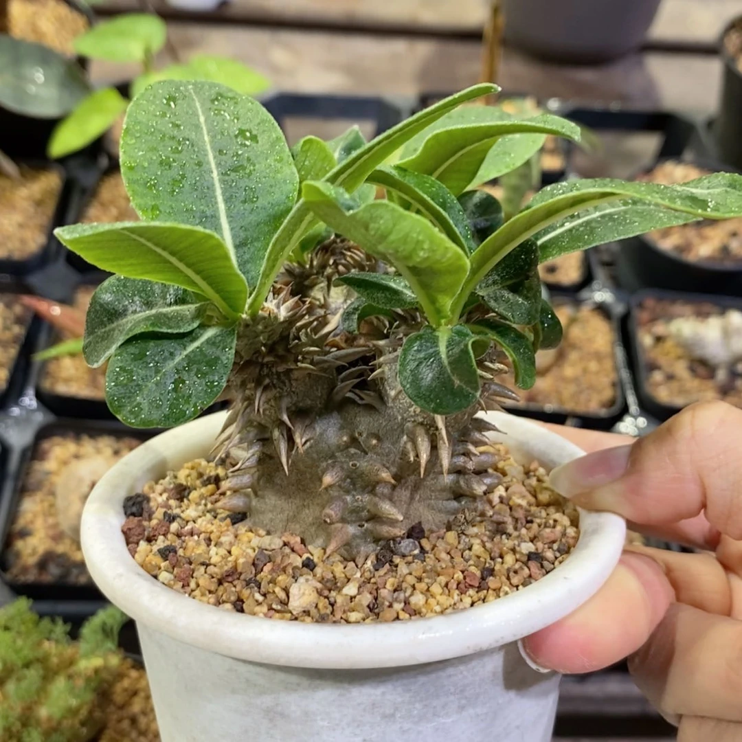 【闪购商品】惠比大黑