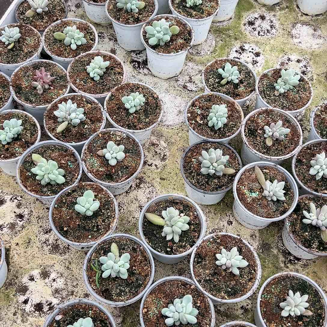 【闪购商品】无花朵12个哥特