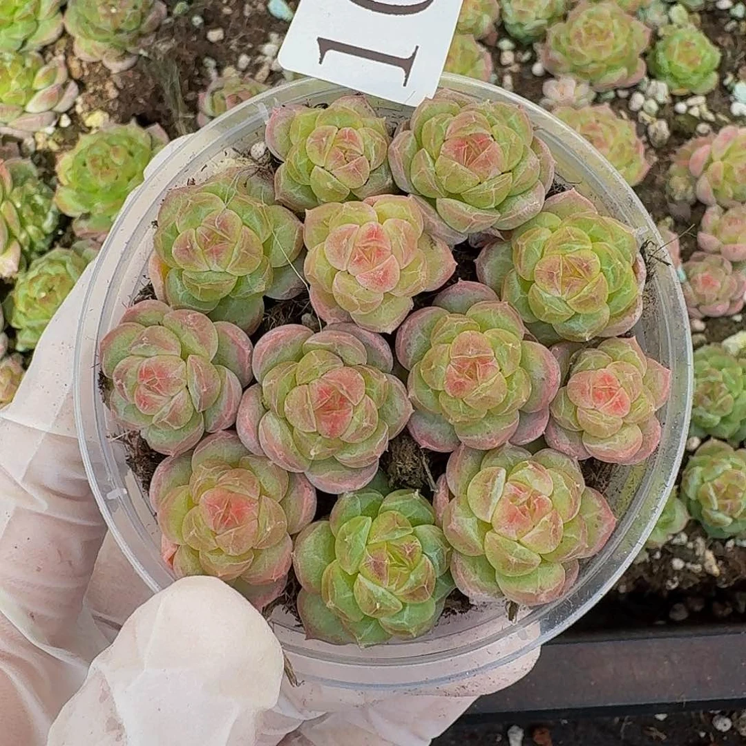 多肉植物多肉植物1019