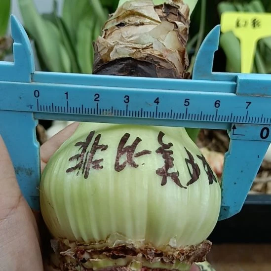无花朵菲比美少女6.5残次