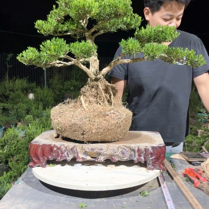 完全开放小**活黄杨盆景