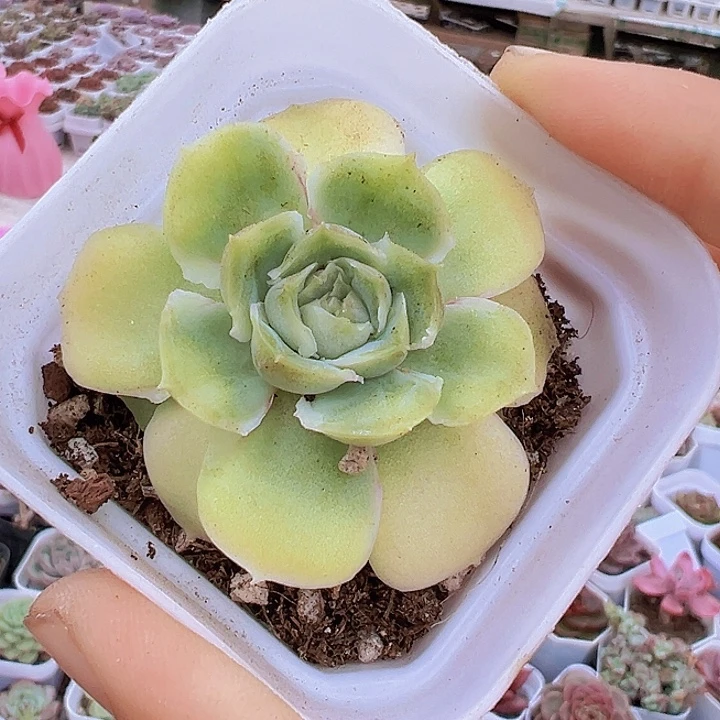 水晶虾饺19包邮多肉