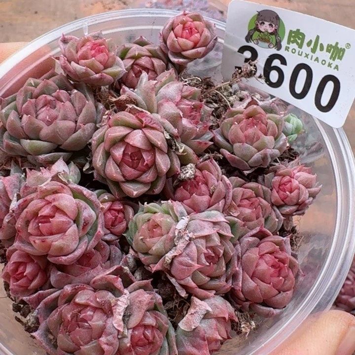 多肉植物多肉植物