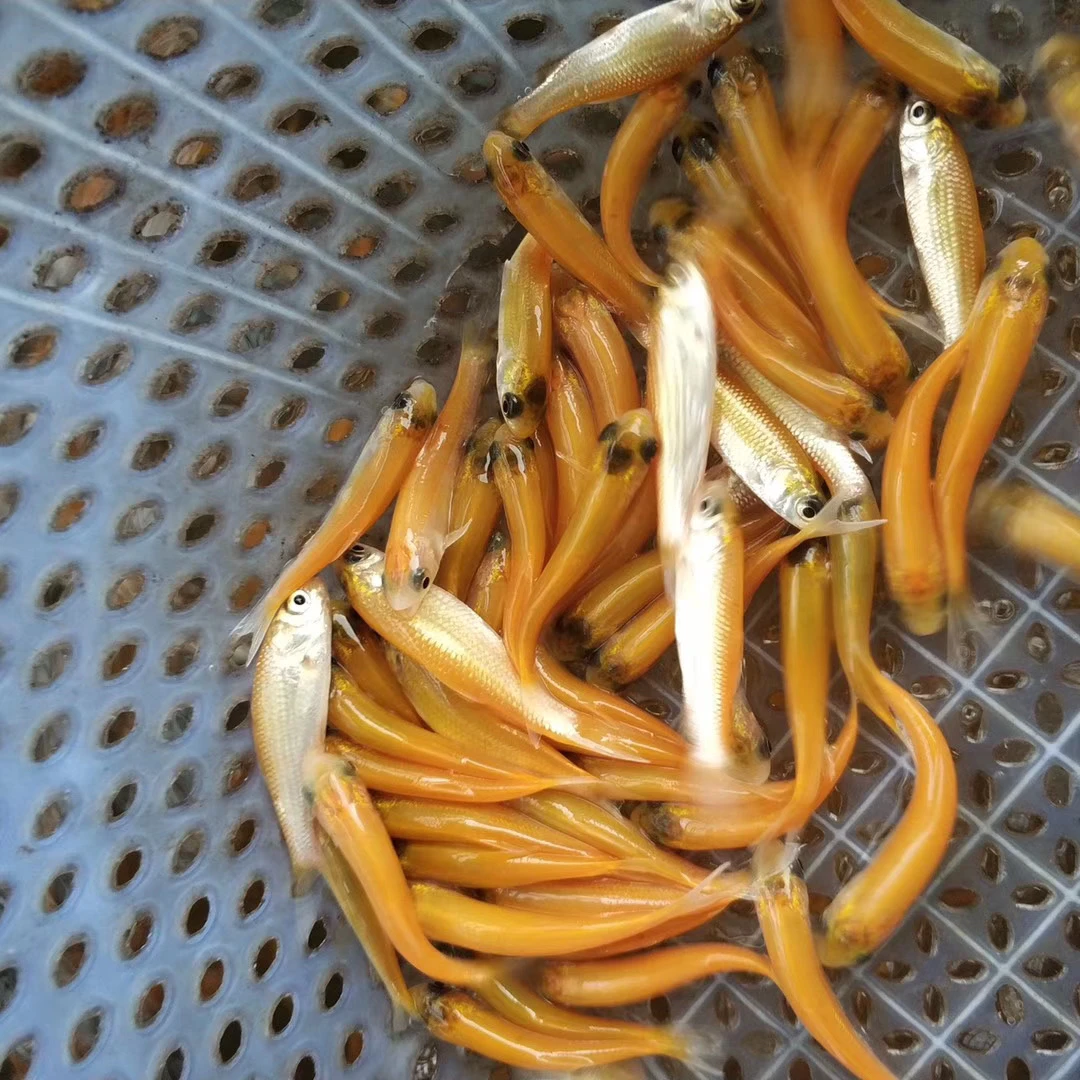 金丝草鱼淡水金草鱼