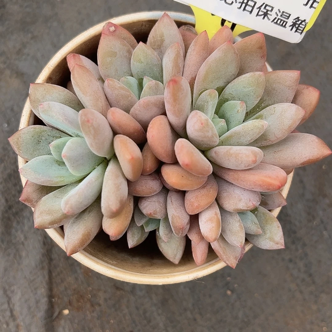 1118301 果糖美人多头10厘米