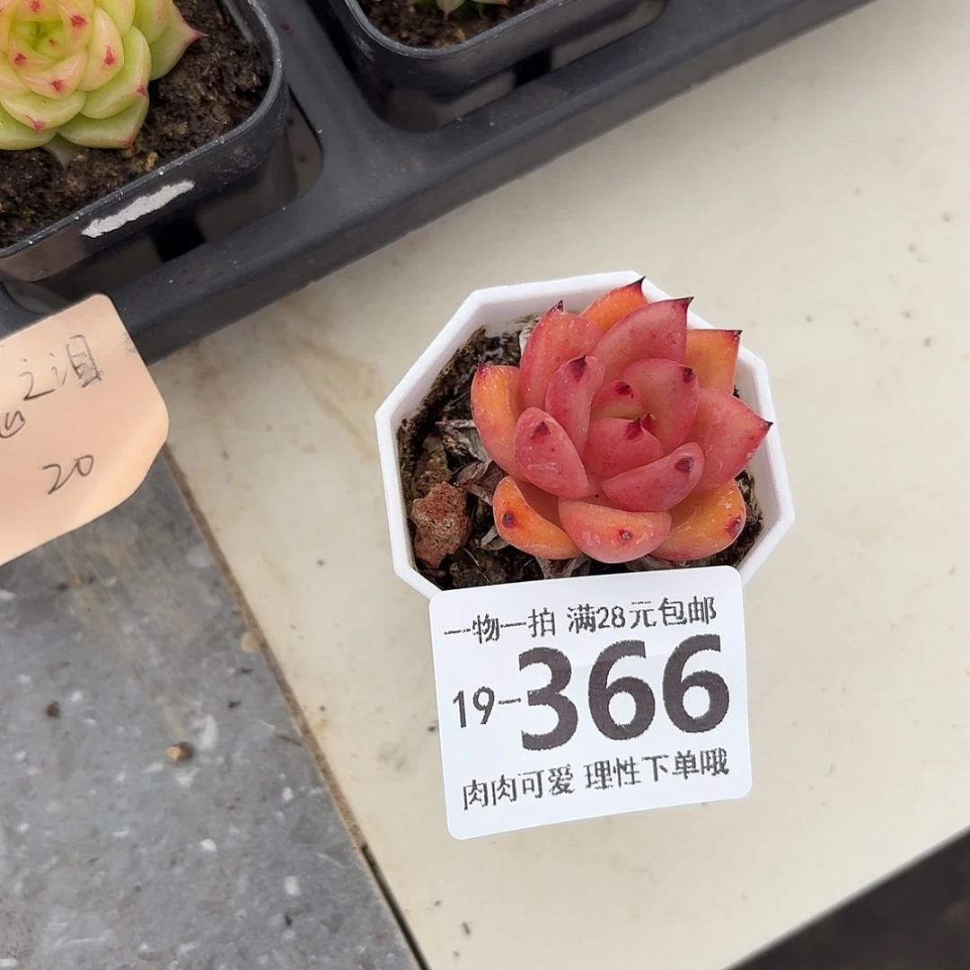 香槟杂无盆土发货无