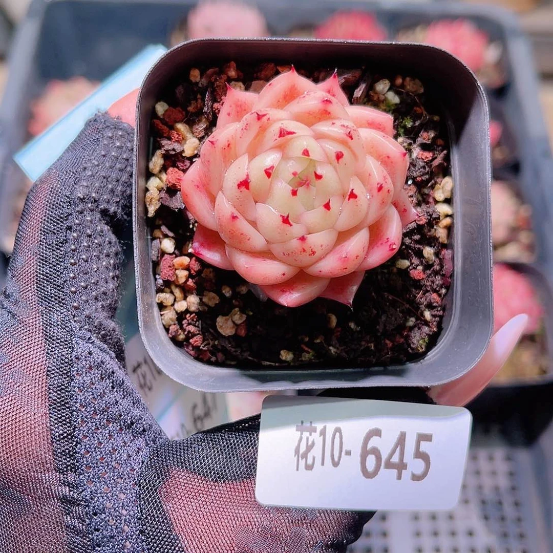 花利美10-645麦秆