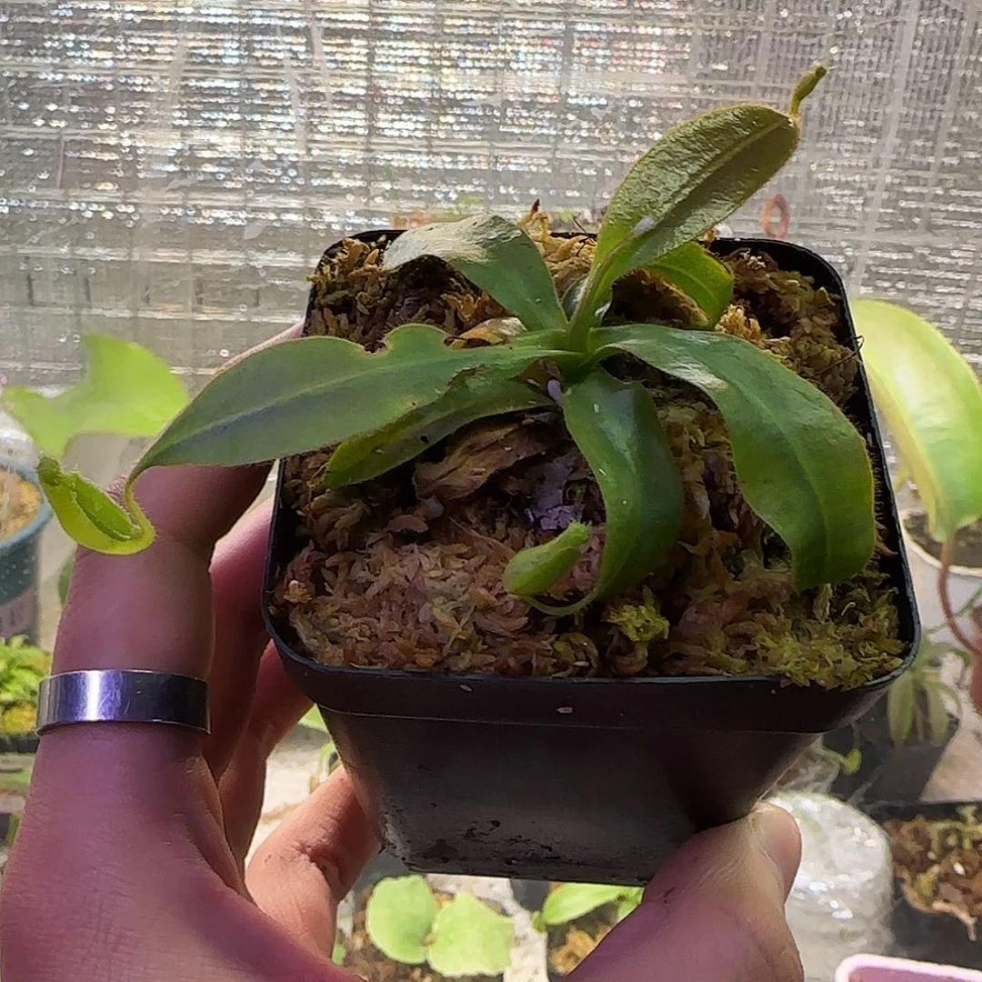 无花朵专拍斑豹猪笼草