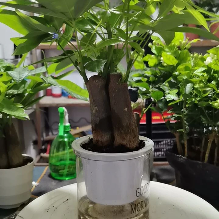 完全开放室内吸收甲醛有害物质能净化空气四季常青