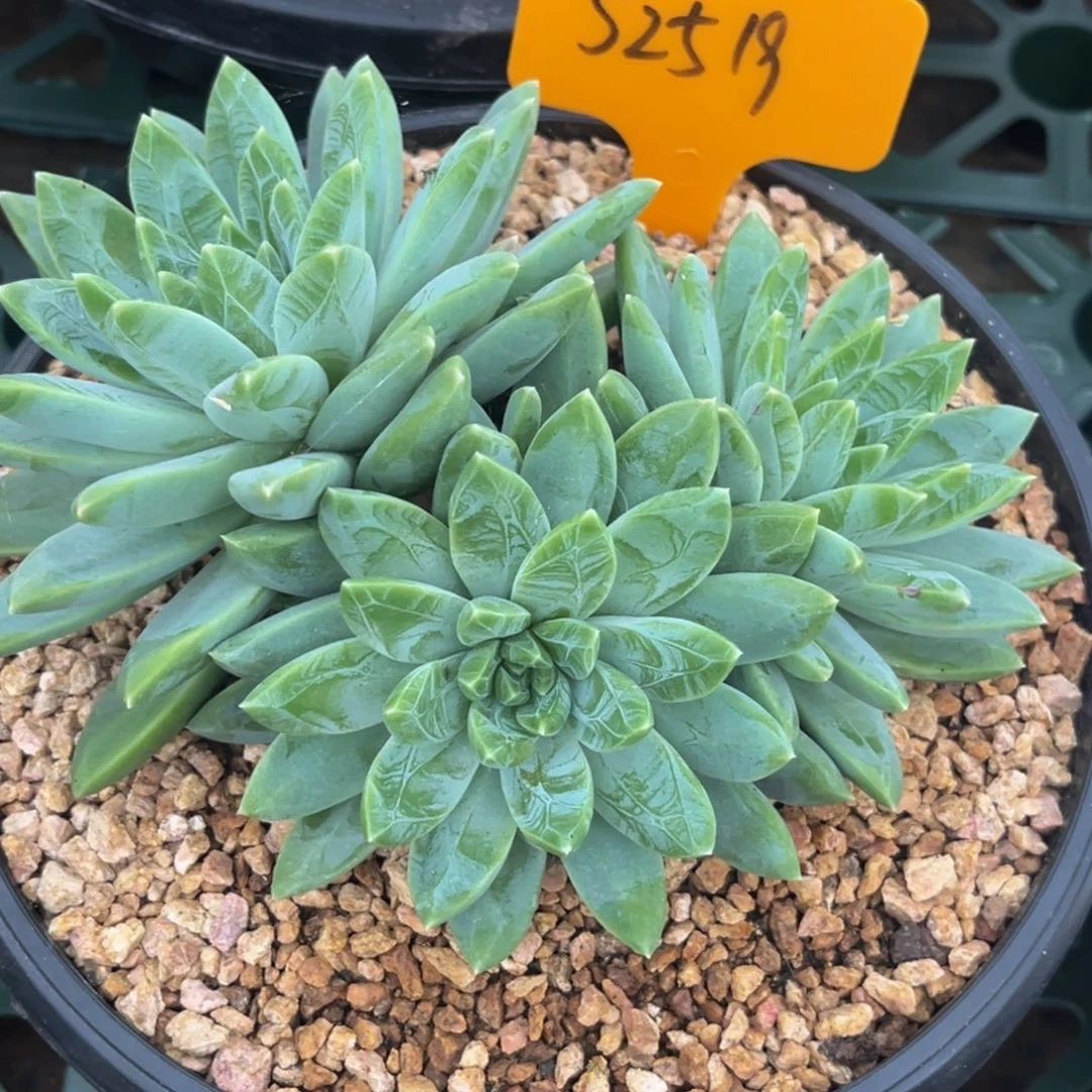 金*52519号下午美人杂交系列群生多肉