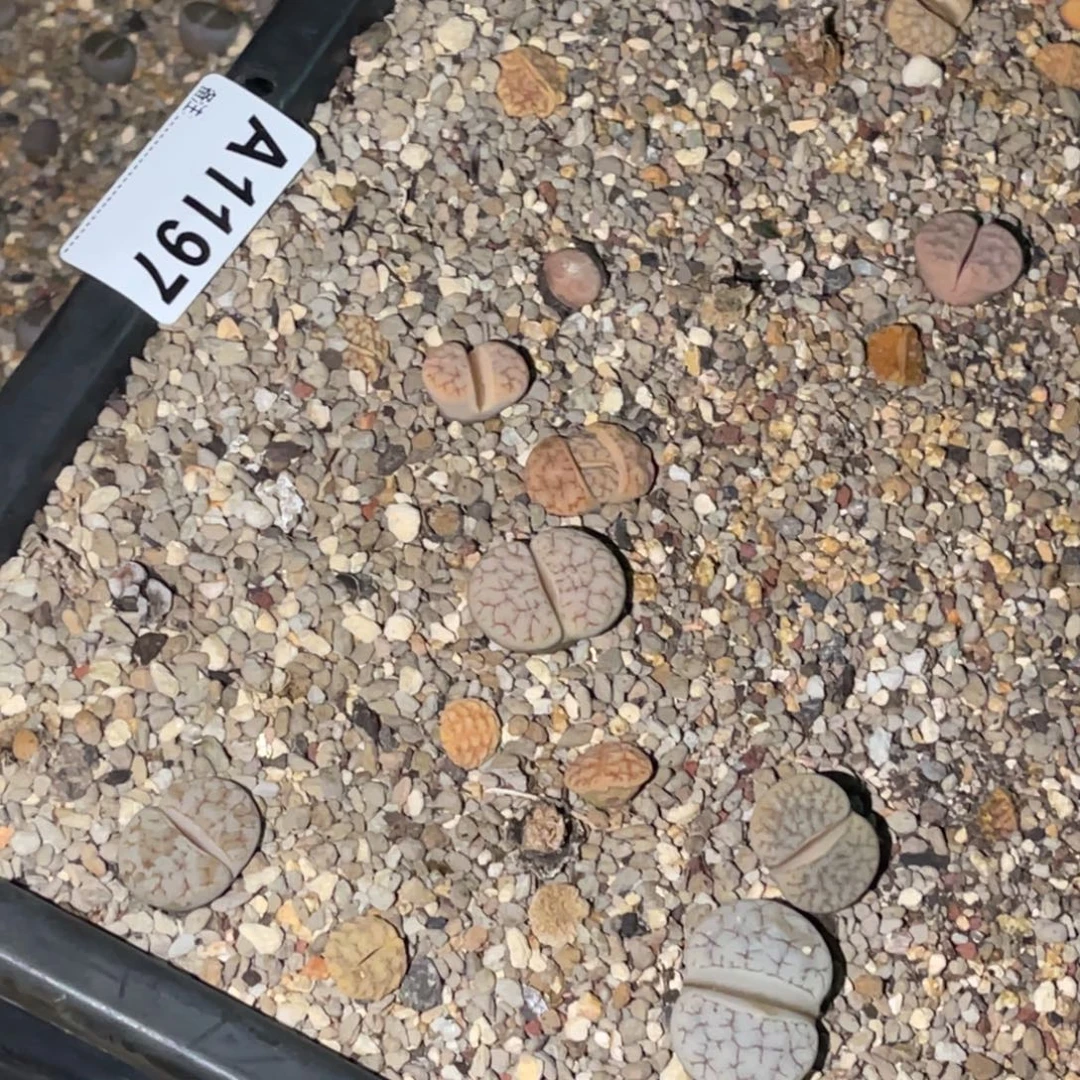 陈***希1197福利筐1不售后