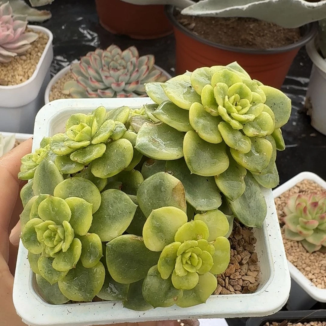 福利三单包邮非偏远62号腊牡丹锦