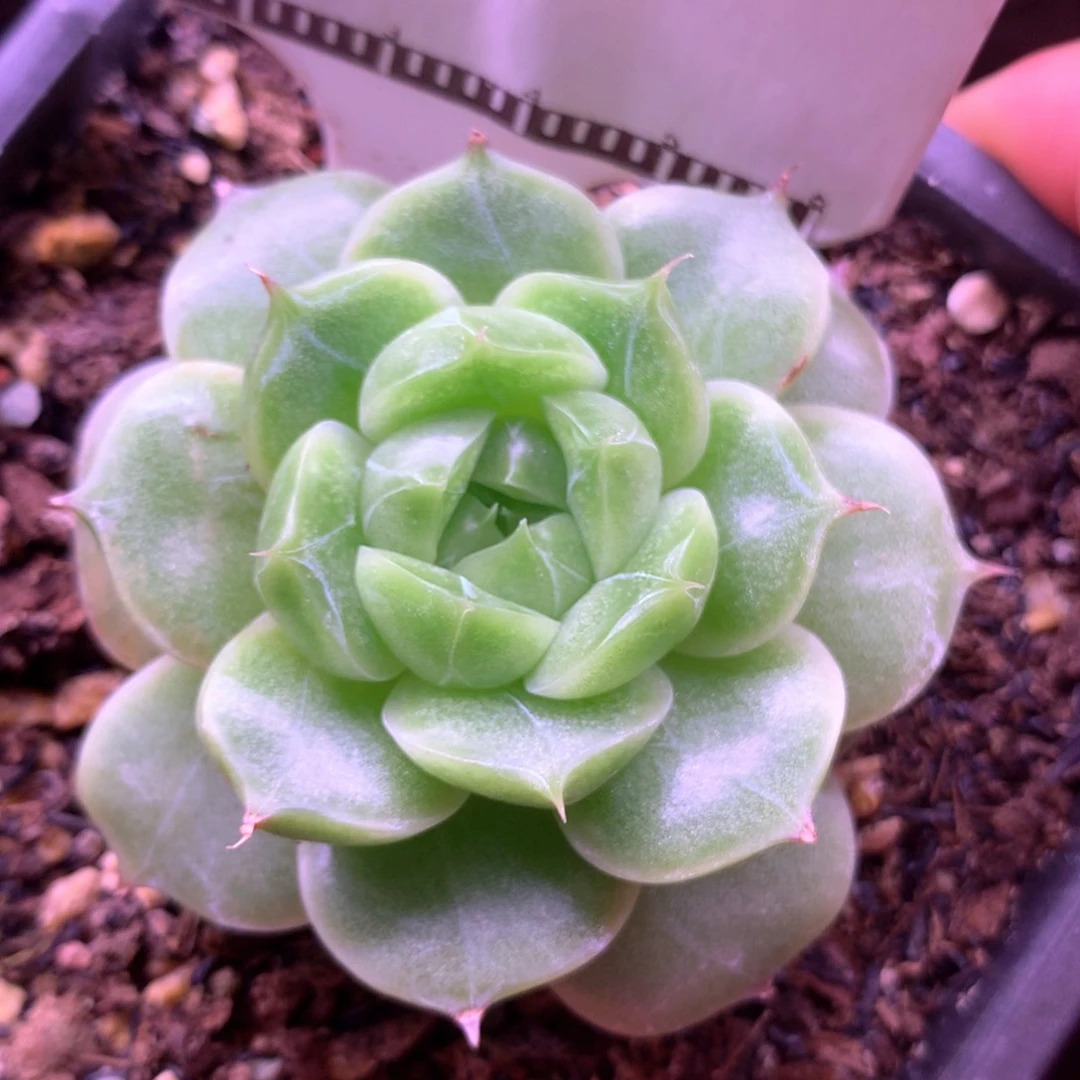 珍妮麦秆大单头母本58包邮