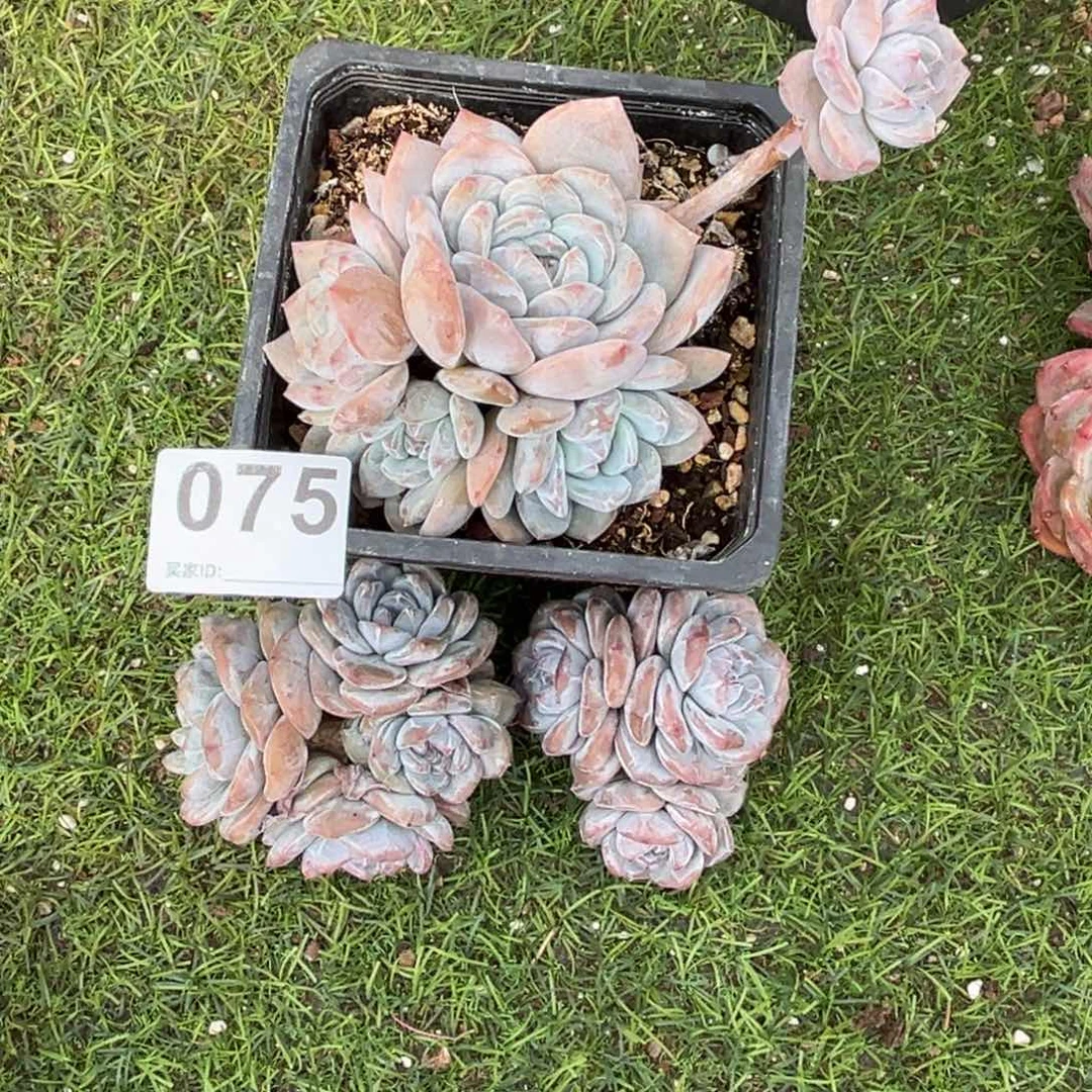 075橙梦露橙梦露橙梦露