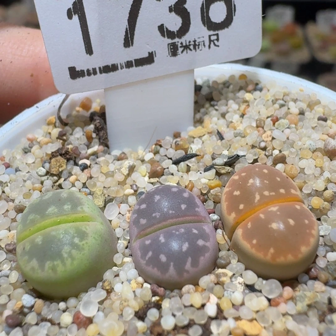 Sssss精品生石花1736