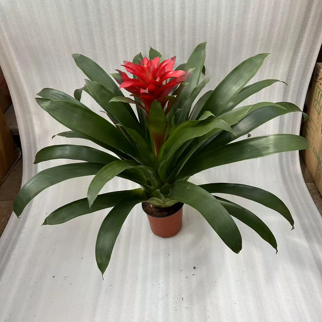 鸿运当头盆栽室内高档花