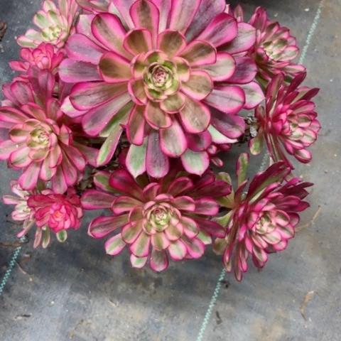 多肉植物白月光锦。