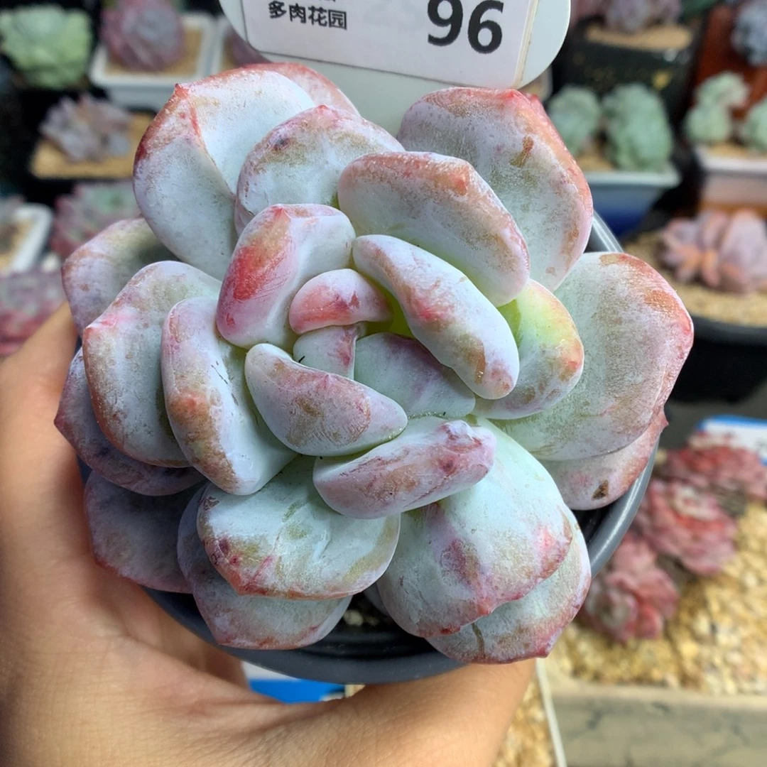 96梦露石化多肉植物