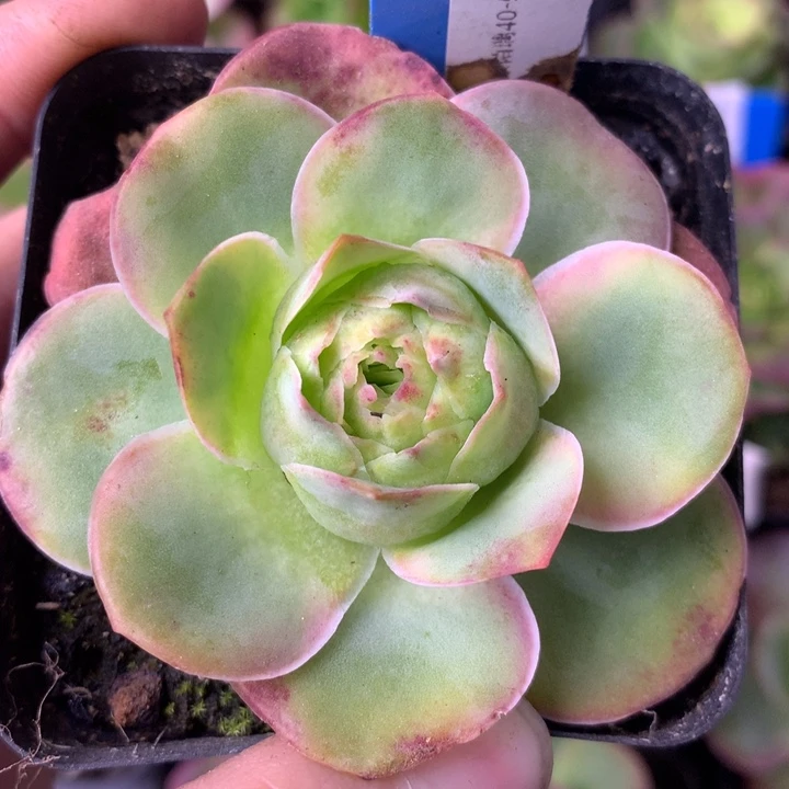 一物一拍紫陌尘007