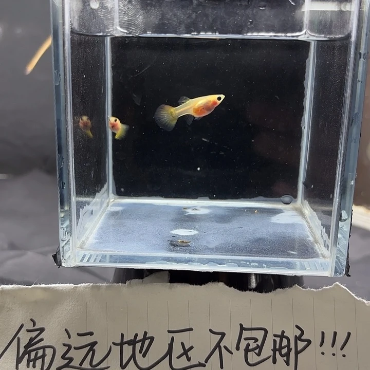 孔雀鱼黄蕾丝红尾一对