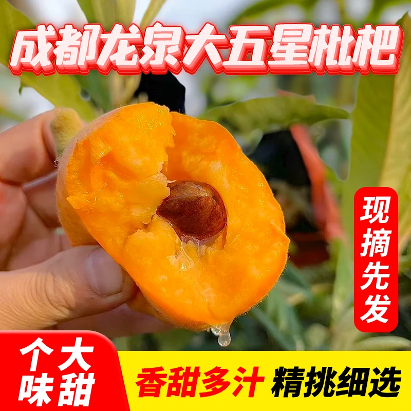 【顺丰包邮】四川龙泉高山大五星枇杷鲜果皮薄多汁香甜新鲜应季水果