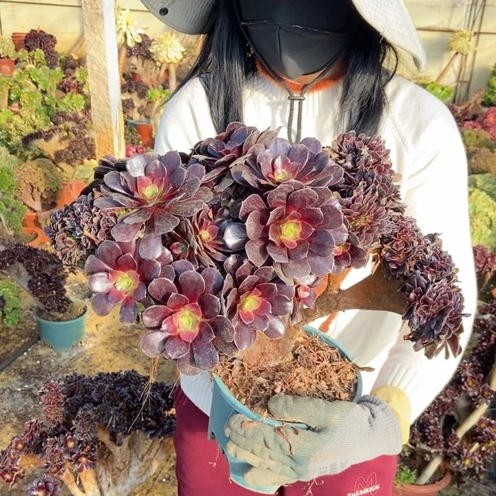 用****5709欧紫缀化老桩