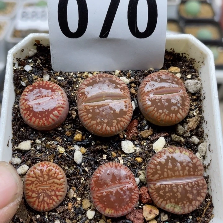 070红流水带盆母本