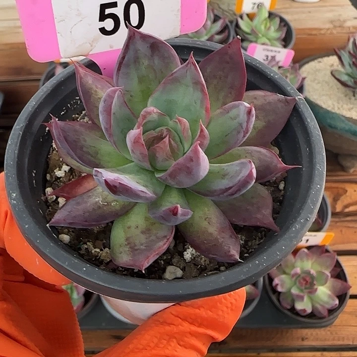 50 惊鸿仙子多肉植物