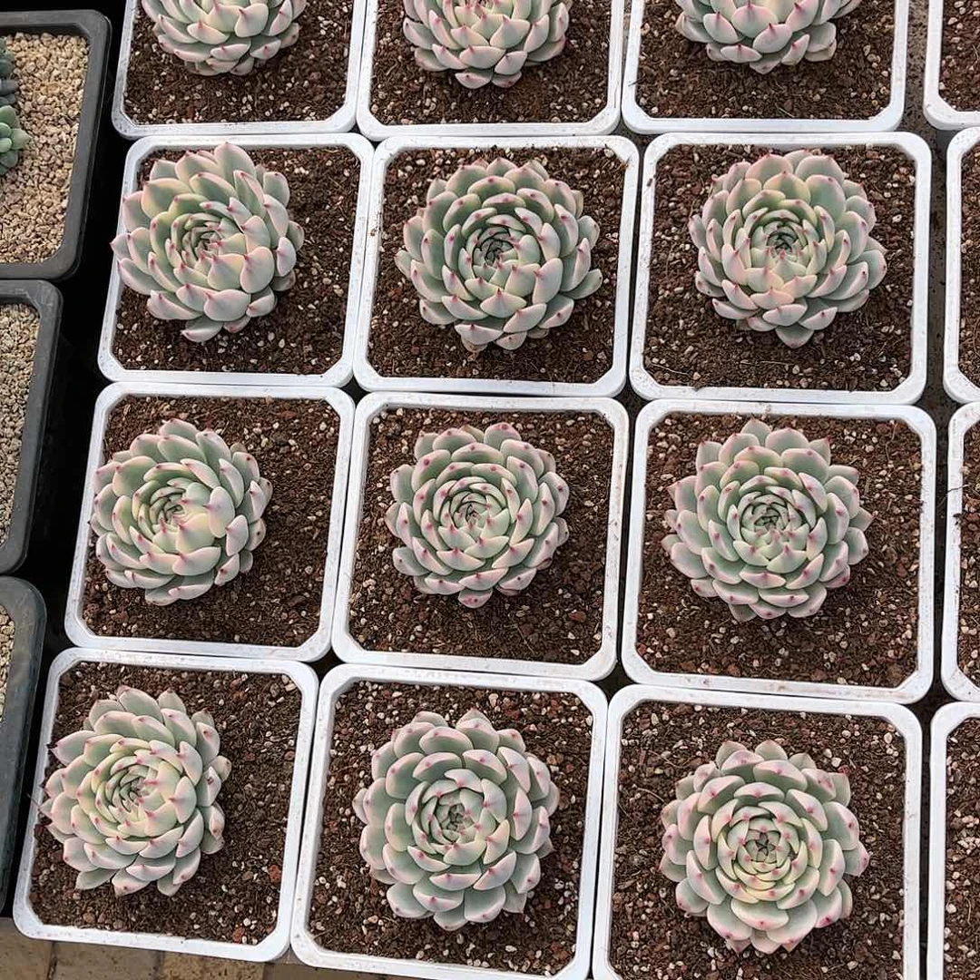 寄养链接的肉肉的肉肉的