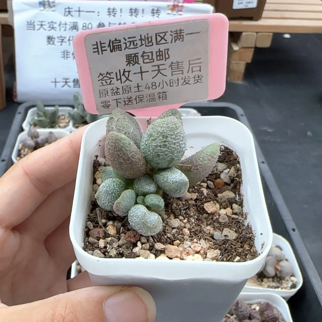 513银之卵多肉植物