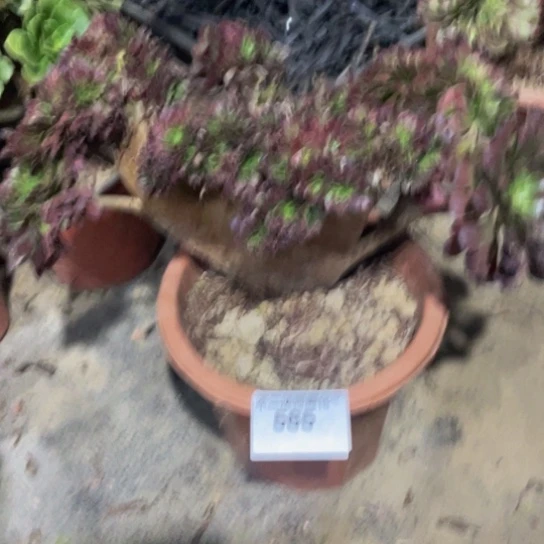 585，黑铜壶朵朵缀包邮